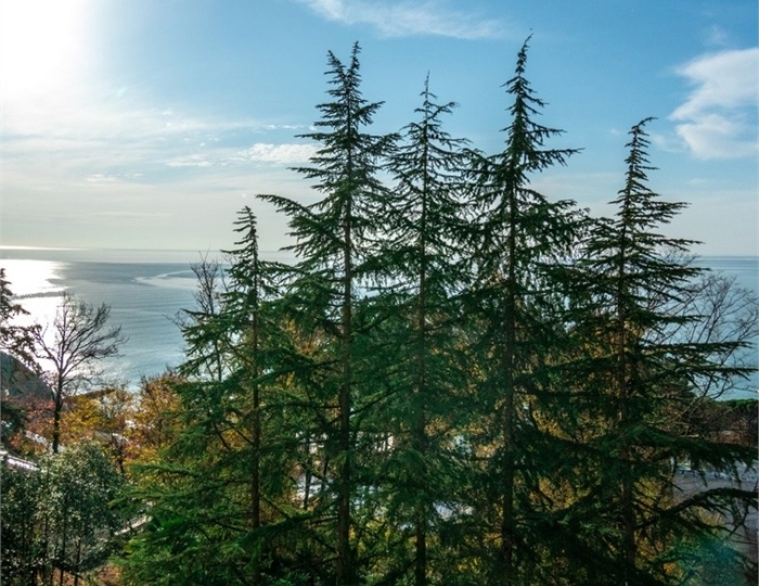 Стандарт 2-м. на море Приморский - Санаторий «Беларусь» Сочи